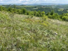 IL COMUNE SI ATTIVI CON LA REGIONE PER L’AMPLIAMENTO AREA SITO DI INTERESSE COMUNITARIO VAL GALINA E PROGNO BORAGO.