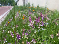 È FIORITO!! 600 METRI QUADRATI DI FIORI PER LA BIODIVERSITÀ